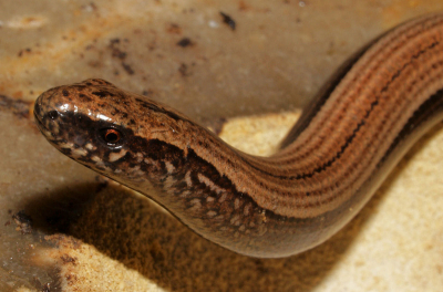 De kop van een Hazelworm lijkt veel op een hagedis.