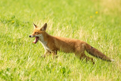 In de namiddag ging ik kijken op een locatie waar 3 jonge vossen waren geboren en 2 exemplaren lieten zich zien.
 Dat leverde ondanks de felle zon toch wel wat mooie plaatjes op gelukkig.
 De foto`s van de jonge vossen zijn gemaakt op de plek waar boswachter J v.d neut ze ook fotografeerde afgelopen week. 
 Zie onderstaande blog van hem. 

http://www.boswachtervanderneut.nl/ 

 De vossen zijn behoorlijk aan mensen gewend want de locatie is langs een fietspad en bij een boerderij in de buurt. 
 Mede daardoor zijn ze waarschijnlijk zo gemakkelijk te benaderen.Vaak lopen ze gewoon langs aanwezige vogelaars en spelen in het gras bij de schapen. 
 De dieren worden niet verstoord maar komen zelf overdag soms buurten.een geweldige ervaring trouwens! 
 De foto is op 400mm gemaakt.