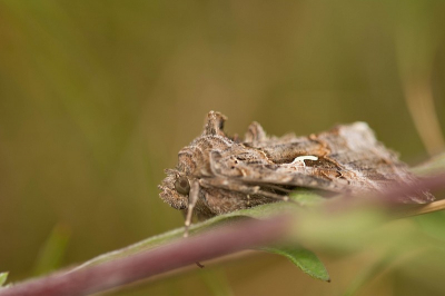 Dit Gamma-uiltje vloog een paar keer voor m'n voeten omhoog en ging dan redelijk vrij in het natte gras zitten, me erbij gelegd en geprobeerd er een leuke foto van te maken.