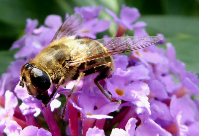 In de achtertuin gemaakt tijdens een half zonnige dag.