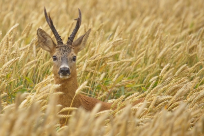 Vanmorgen kon ik deze bok mooi fotograferen op 400mm.
Maar even bleef hij staan.Gelukkig lang genoeg voor een paar foto`s.