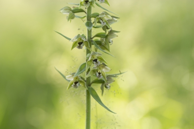 Dit is de originele foto van de brede wespenorchis.
Dus alleen van RAW naar JPG omgezet eb verkleind.