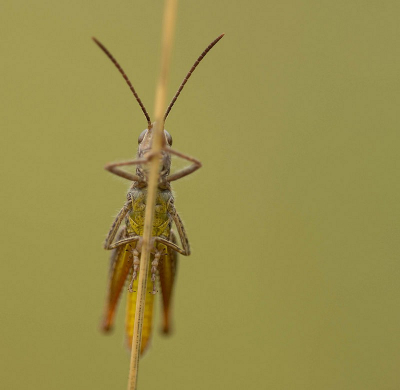 Dit sprinkhaantje ging er even mooi bij hangen vlug gaan liggen en uit de hand deze foto genomen.
Vond het wel leuk zo langs beide kanten van het grassprietje een oogje.