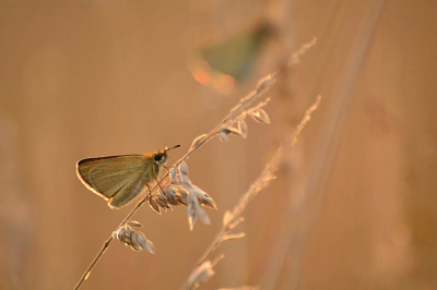Deze twee vlindertjes vond ik tijdens een avondwandeling bij m'n opa in de tuin. Ik had ze nog nooit eerder gefotografeerd