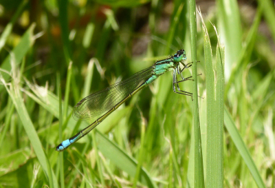 Tijdens een zonnige zomerdag in de achtertuin bij mijn schoonvader aan de Breek in Landsmeer.