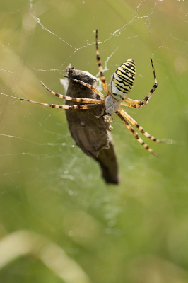 Wilde net stoppen met fotograferen toen ik deze Wespenspin in z'n web zag hangen met z'n prooi.