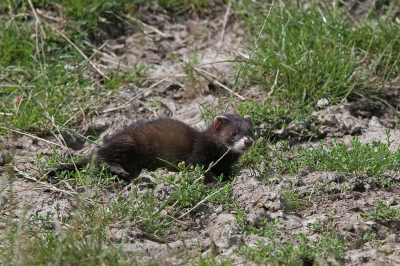 Mijn vorige bunzing belandde is het tijdelijk, dus daarom maar een nieuwe poging met deze foto.
Eergisteren waren we in de moer op zoek naar vlinders, maar we stonden opeens oog in oog met een bunzing; het beest was iets aan het opvreten en ging daar rustig mee door. Hij was totaal niet schuw (heel opmerkelijk, al moet ik zeggen dat de wind naar ons toe stond en van hem af dus). Hij hobbelde rustig wat heen en weer en na een poosje wandelde hij rustig richting de beschutting en was weg...
 Ik vond het een geweldige ontmoeting, de soort staat al een poos op mijn verlanglijstje.

 Meer (bunzing)foto's op http://www.niekoele.nl