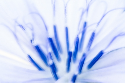 Er was behoorlijk wind vanmorgen geprobeerd op een stil moment alleen het hart van de plant te fotograferen