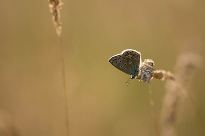 Deze morgen even een wandeling gemaakt, dit Icarusblauwtje hing mooi aan een grashalm.