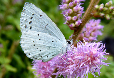 Dit boomblauwtje liet zich gewillig fotograferen in de achtertuin bij mijn schoonvader in Landsmeer.