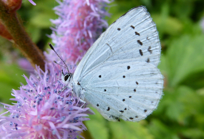Dit boomblauwtje liet zich gewillig fotograferen in de achtertuin bij mijn schoonvader in Landsmeer.