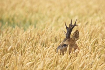 laatst kon ik deze bok tussen de tarwe mooi op 400mm fotograferen in de biesbosch.