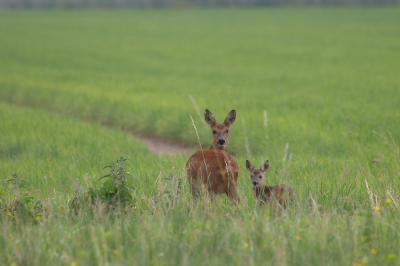 In de morgen kwam ik deze 2 tegen en ze bleven maar heel eventje staan voor een foto.Wat rende de kleine hard achter zijn moeder aan weg toen ze mij zagen.Mooi om te zien hoe goed het kalf mee kon komen al.