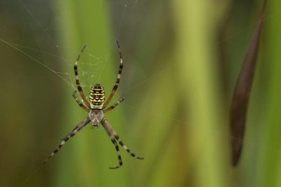 De foto is gemaakt in het natuurgebied de kievit in Harmelen. Het web zat tussen het riet maar was goed zichtbaar