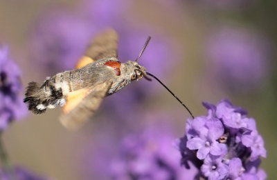 Deze opname had ik nog niet laten zien van deze mooie vlinder,had hem een aantal dagen achter elkaar in mijn tuin

groeten van maria