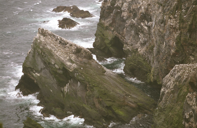 Kliffen van natuur reservaat Hermaness, eiland Unst ( Shetland )