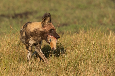 We volgden een groep Wild Dogs gedurende twee dagen Op de tweede dag sloegen ze toe en pakten een jonge impala.