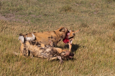 We zagen de start van de jacht, die door dikke bosjes heen leidde naar een grasvlakte. Het jong probeerde te ontsnappen in het moeras, maar dat mislukte. Wij moesten omrijden en waren net  na de kill ter plekke. Technisch niet de mooiste plaat in de haast.