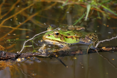 Deze groene kikker zat vlakbij een vlonder, dus een niet te missen kans.