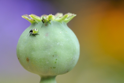 Toen het me opviel dat er wel erg veel wantsen op de papavers zaten wat rondgekeken en ook deze ontdekt. Gelukkig was er geen direct zonlicht en nagenoeg windstil. Met de 105/2.8 macro vanaf statief en met afstandsbediening.