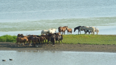 Tijdens het fotograferen van de lepelaars stonden deze paarden ook wel op een fotogenieke plaats .