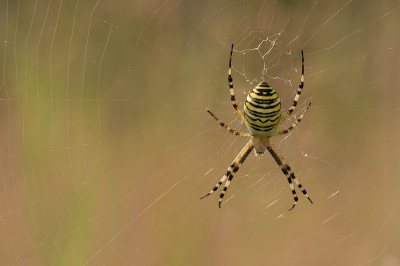 deze Wespenspin hing geduldig te wachten tot er iets in het web terecht kwam