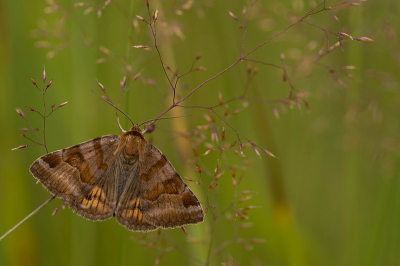 Het was een bewolkte ochtend zondag, de eerste vlinder die ik tegenkwam was dit Bruine daguiltje.
Ze ging even mooi zitten.