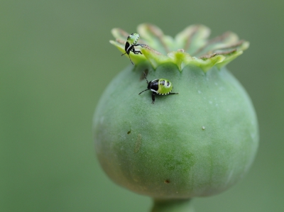 De nimfen van de Groene stinkwants zijn vrij standvastig. Gelegenheid om nog wat opnames te maken.