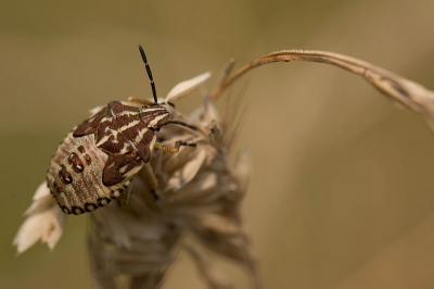 Het was een tijdje geleden dat ik nog op het oude oefenterrein van de para's was geweest.
Vandaag nog eens een keertje naartoe geweest en op een graanhalm zag ik deze Wants zitten.
Een paar foto's van genomen en dan zoeken op internet de welke het is, na lang zoeken heb ik een naam gevonden en nu maar hopen dat het de juiste is.