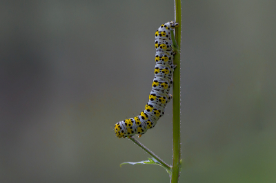 Tijdens het wandelen met mijn camera en mijn Canon 100mm F2.8L macro kwam ik deze mooie rups tegen zittend op een takje. (het zou ook kunnen dat het de Helmkruidvlinderrups is,maar ik kom er niet helemaal uit)
