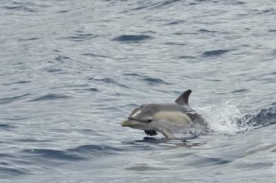Met een bootje gingen we de Atlantische oceaan op bij Sao Miguel. De dolfijnen zwommen achter onze boot aan en ik genoot van hun spring en zwemkunsten.