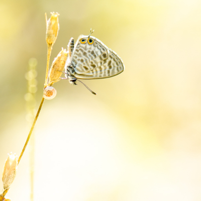 Op reis in de Provence is het altijd genieten van de vlinderpracht. Dit exemplaar bleek een lastige klant, maar bleef net lang genoeg zitten in mooi licht om deze foto te maken.