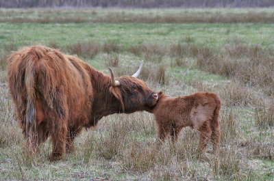 <i class='fa fa-user'></i> Ecoshot | Schotse Hooglander  <i class='fa fa-eye'> 179</i>   <i class='fa fa-comment-o'> 2</i>