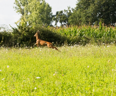 Aan het eind van de middag nog even de wei achter ons huis ingelopen. Ik zat op mijn knien aan de voet van een hoogspanningsmast om heelblaadjes te fotograferen toen ik het kenmerkende geblaf van een ree hoorde. Ik keek om een struik heen en zag de reebok. Ik kon mijn hondje naast me in bedwang houden en daarmee de bok voor langere tijd gadeslaan. 
Het is de eerste foto die ik van een ree heb kunnen maken (met mijn macrolens), is verre van perfect, maar ik wilde hem toch even laten zien.