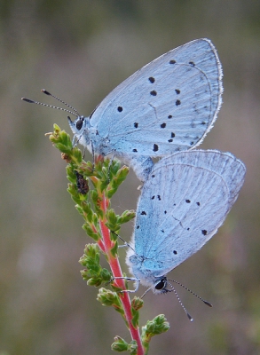 Toen ik op de heide liep zag ik deze twee blauwtjes al vanaf een afstandje op de struikhei zitten. Heb een aantal foto's gemaakt waaronder deze.