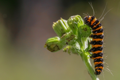 Deze rups zat mooi op een takje waarna ik mijn camera gepakt heb,er is rustig voor ben gaan zitten en dit beestje op deze manier vastgelegd heb. 
De zon was al redelijk aanwezig
