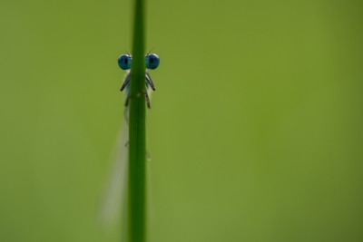 Nadat ik mijn nieuwe camera overnam van Nederpixer Martine, besloot ik hem eens bij mij in de buurt te proberen. Een van de eerste foto's die ik met deze camera maakte, was deze. Ben erg blij met het resultaat, en ook met de camera natuurlijk!