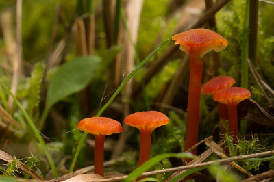 Tijdens een wandelingetje over de Citadel zag ik deze kleine rode zwammetjes staan.