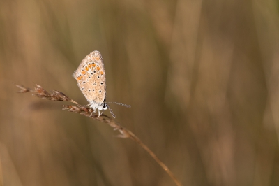 Op het gebied van blauwtjes zit ik er vaak naast, vandaar dat ik de hulp inroep van de kenners.
(kleiner dan Icarus)