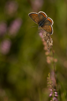 Dit Icarusblauwtje zat tussen de heide op te warmen in de enkele zonnestraaltjes die er waren.