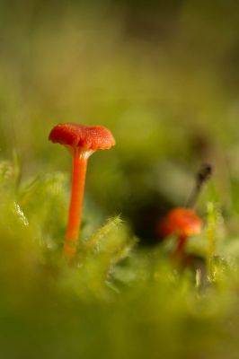 Vandaag terug geweest om de Vuurzwammetjes te zoeken, deze stond redelijk vrij.
Op de achtergrond nog een opkomend Vuurzwammetje.