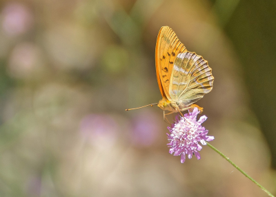 in de berm van een bergweggetje zaten een aantal van deze vlinders op de bloemen van de beemdkroon. uit de hand genomen met de 18-200mm op de 200mm stand.
