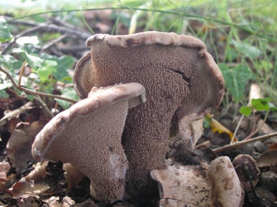 Een zeldzame stekelzwam (sporen worden gevormd op stekeltjes i.p.v. buisjes of plaatjes) waarbij het vlees violetrood verkleurd bij doorsnijden.