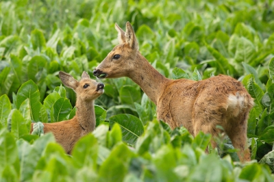 Aan het begin v.d.avond had ik het geluk een ree met 2 kalfjes te mogen fotograferen tussen de suikerbieten.
Dit is een v.d.mooiste.Vooral vanwege het moment. En daarom wilde ik hem graag met jullie delen. :)
De foto met 2 reekalfjes volgt later nog.