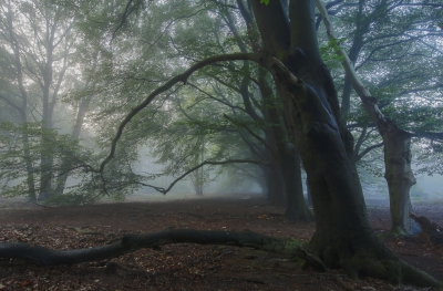 Vanochtend in alle vroegte ben ik een heel eind het bos in gegaan, om en paar mooie plekjes te bezoeken bij de mistige omstandigheden. Het was echt een prachtige en geslaagde ochtend. Deze beukenlaan wilde ik al langere tijd op deze manier fotograferen.