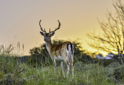 Na een aantal buien mooi avondlicht in de duinen. Deze liet zich graag fotograferen