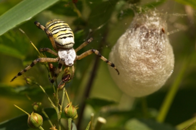 Voor het eerst zag ik een wespspin met een cocon bezig voor haar eitjes(denk ik).Ze was er extra scheerlijnen aan aan het bevestigen.Wat een mooie spinnensoort is het toch om te zien eigenlijk.