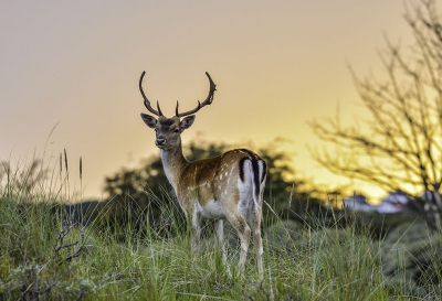 Na een aantal buien, mooi avondlicht in de duinen. Dit mannetje liet zich graag fotograferen.