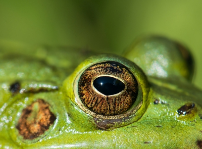 Op de rand van de tuinvijver zaten een paar kikkers in de zon. Tijdens het maken van de opnamen, bleef n exemplaar roerloos zitten en liet zich van heel dichtbij benaderen. van zijn oog kon ik een mooie macro opname maken. In het zwarte gedeelte zijn de wolken te zien.