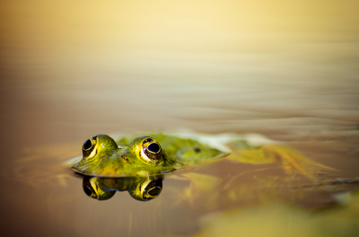 Bij het terugkijken op wat oudere foto's kwam ik deze tegen. Elk jaar zorgen de Groene kikkers uit de ouderlijke tuin voor echte kikkerconcerten. Deze kon ik vrij dicht benaderen.